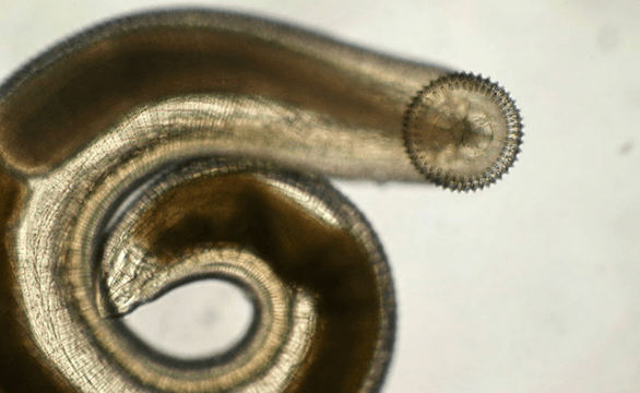 Subkutanes parasitäres Gnathostom